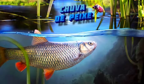 Chuva de peixe