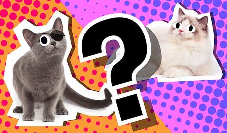Trivia Quiz: Cats