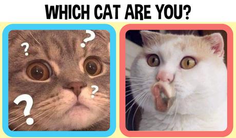 Which cat are you?